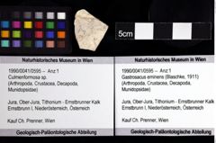 Foto (Objket + Etiketten) von Culmenformosa sp. 